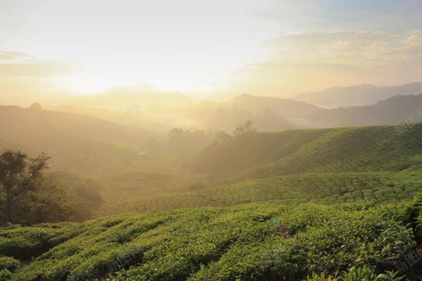 阳光下的绿色茶园jpg设计背景_88icon https://88icon.com 绿色 茶园 阳光