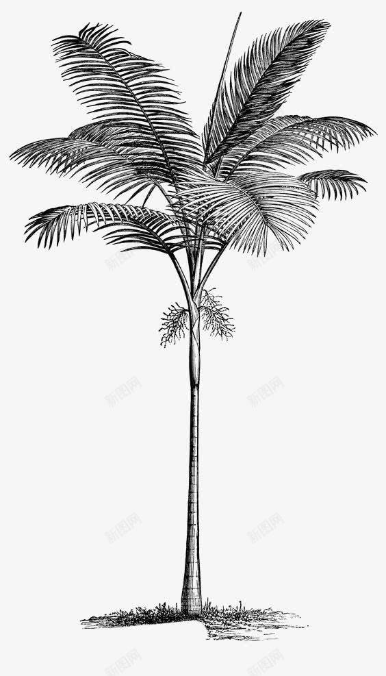 椰子叶片png免抠素材_88icon https://88icon.com 叶子 树叶 热带树 热带植物 针形叶片 黑色叶片