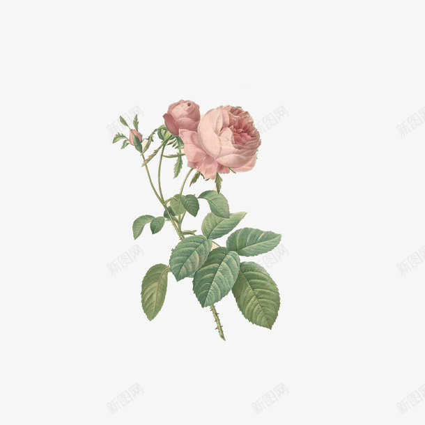 栀子花开png免抠素材_88icon https://88icon.com 一枝 栀子花叶 栀子花叶子 清新自然 白花 绿叶 迷人芬芳