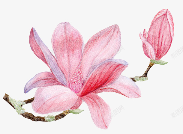 粉红色带香味纹理的玉兰花瓣实物png免抠素材_88icon https://88icon.com 喜光 木兰族 木兰科 植物界 玉兰花瓣 耐寒 芳香油 药用价值 观赏植物