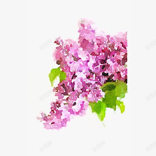 手绘水彩一丛紫丁香唯美png免抠素材_88icon https://88icon.com 丁香 丁香花 唯美 手绘 手绘丁香 插画 水彩 浪漫 花丛 花簇