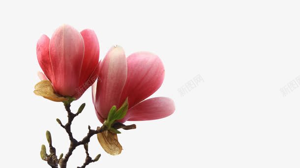 红玉兰特写含苞待放花儿盛开png免抠素材_88icon https://88icon.com 乔木 娇媚 小苗 红玉兰 绿化 花儿 花朵 苗木