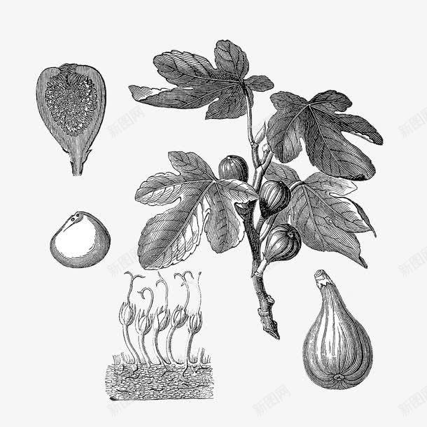 素描风格植被无花果介绍png免抠素材_88icon https://88icon.com 叶子 无花果 无花果叶子 树叶 植物 水果 素描 红心 黑白书插图