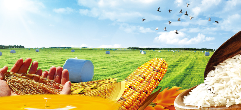 淘宝粮油食品谷物大米玉米稻子海报背景psd设计背景_88icon https://88icon.com 大米 海报 玉米 白云 稻子 粮油 绿色 背景 蓝天 谷物 食品