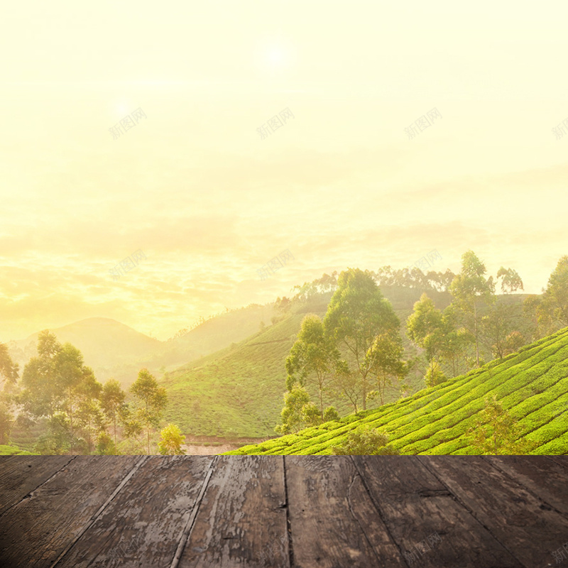 夕阳茶园茶叶PSD分层主图背景psd设计背景_88icon https://88icon.com 主图 坚果 夕阳背景 木板背景 淘宝 直通车 绿色背景 自然风景 茶具 茶叶 食品促销