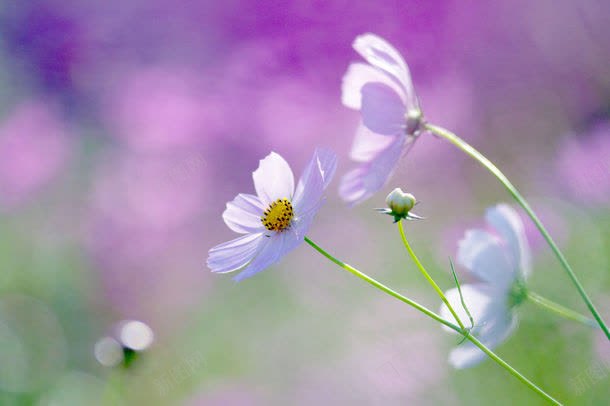 微镜中的花朵jpg设计背景_88icon https://88icon.com 图片素材 大自然 底纹背景 微镜中的花朵图片 微镜中的花朵图片素材下载 斜阳 植物 白云 美丽风景 美景 背景 背景花边 花朵 蓝天 蝴蝶