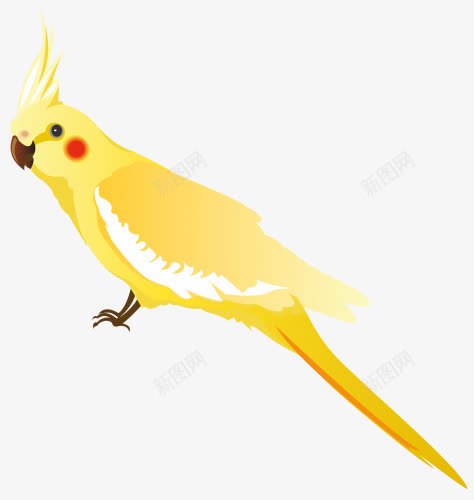 凤冠的黄鹦鹉png免抠素材_88icon https://88icon.com 会说话 凤冠 羽毛 鹦鹉 黄色