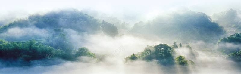 梦幻仙境茶叶bannerjpg_88icon https://88icon.com 云雾 仙境 摄影 树木 梦幻 海报banner 绿色 风景