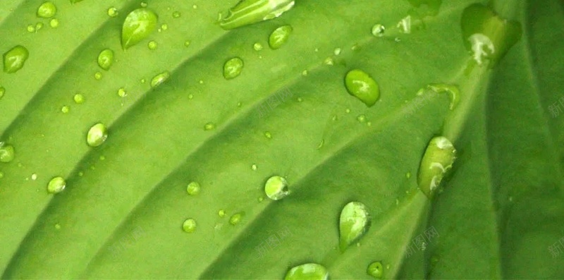 春天绿色植物树叶H5背景jpg设计背景_88icon https://88icon.com H5背景 春天 树叶 植物 纹理 绿色 质感 露水
