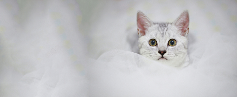 简约猫咪背景jpg设计背景_88icon https://88icon.com 可爱 小清新 文艺 期盼 海报banner 灰色 猫咪 盼望 简约