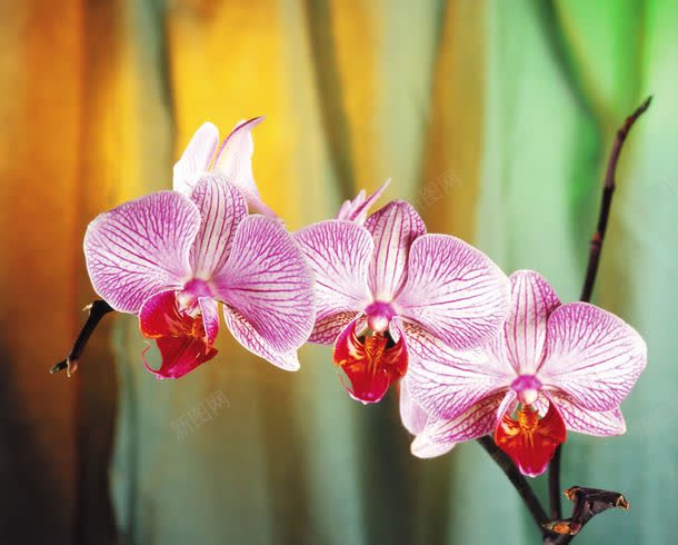 花主题背景jpg设计背景_88icon https://88icon.com 图片素材 大自然 底纹背景 植物 背景花边 花 花主题封面素材 花主题背景素材 花主题背景素材图片 花主题背景素材图片素材下载 花朵 花朵图片 花朵背景