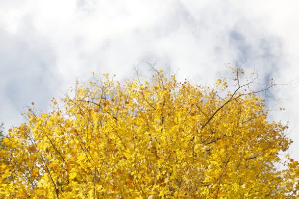 桌面壁纸背景秋天黄花jpg设计背景_88icon https://88icon.com 壁纸 桌面 秋天 背景 黄花