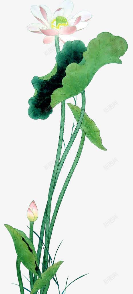 国画荷花png免抠素材_88icon https://88icon.com 中国画 国画 国画元素 国画素材 国画花卉