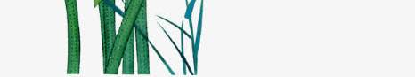 国画荷花png免抠素材_88icon https://88icon.com 中国画 国画 国画元素 国画素材 国画花卉