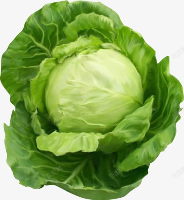 卷心菜蔬菜png免抠素材_88icon https://88icon.com 卷心菜 爱心蔬菜 菜类图片 高丽菜 高清蔬菜