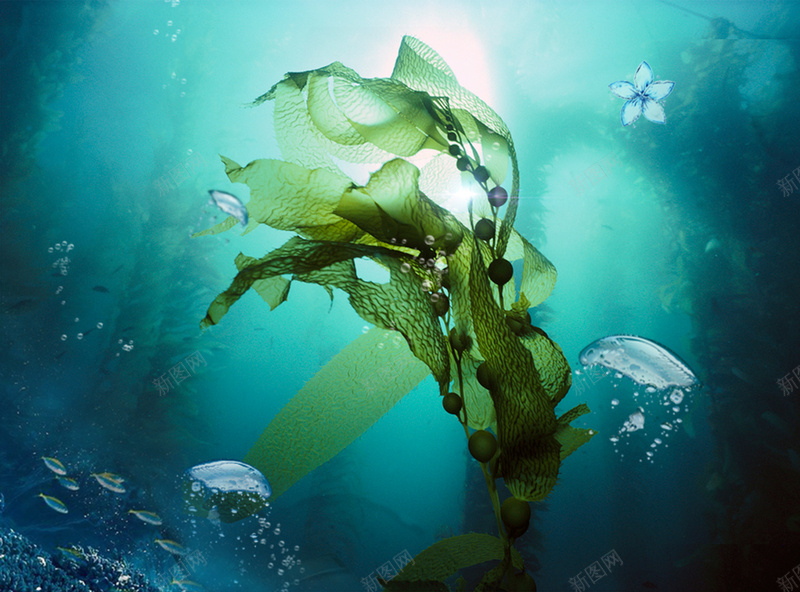 简约海洋海藻面膜促销海报背景psd设计背景_88icon https://88icon.com 促销背景 海报素材 海藻面膜 素材海报 背景海报 面膜海报 面膜素材 面膜背景