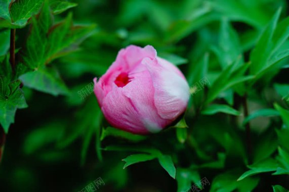 含苞待放的粉红色花蕾正面写照背景