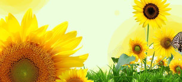 太阳花向日葵清新背景bannerjpg设计背景_88icon https://88icon.com banner 向日葵 太阳花 清新 背景