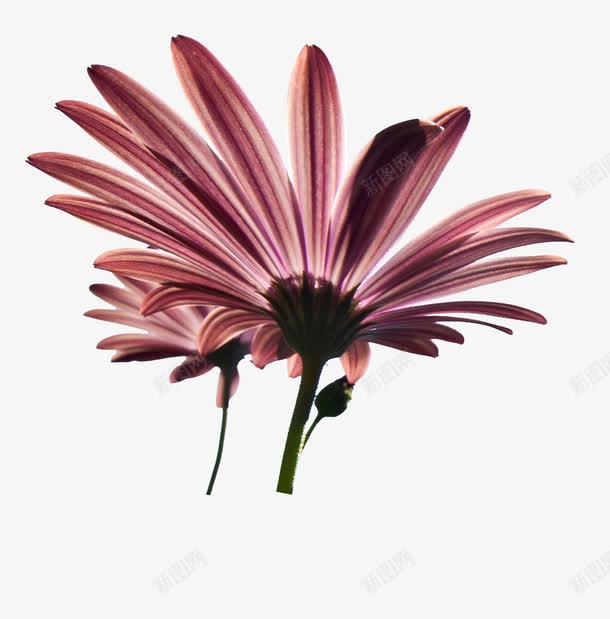 阳光下盛开的紫色雏菊png免抠素材_88icon https://88icon.com 浪漫 盛开 矢车菊 紫色 雏菊 鲜花