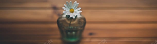 唯美菊花banner背景jpg设计背景_88icon https://88icon.com banner 背景 菊花