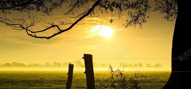 天空阳光自然风光背景jpg设计背景_88icon https://88icon.com 大树 天空 植物 自然风光 阳光