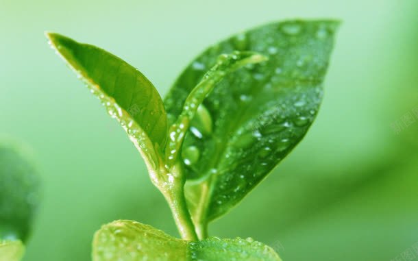 水滴嫩芽jpg设计背景_88icon https://88icon.com 图片 嫩芽 水滴 素材