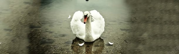 水中天鹅虚化模糊背景bannerjpg设计背景_88icon https://88icon.com banner 天鹅 模糊 水中 背景 虚化