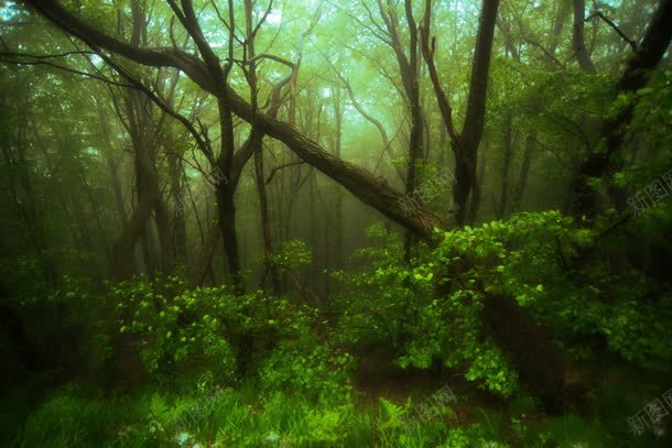 神秘的原始森林树木jpg设计背景_88icon https://88icon.com 原始 树木 森林 神秘