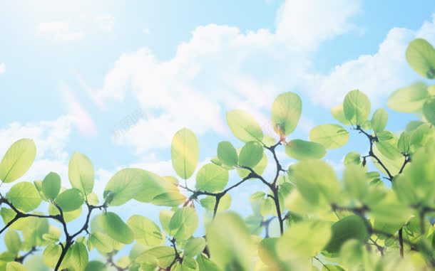 蓝天白云阳光绿叶jpg设计背景_88icon https://88icon.com 白云 绿叶 蓝天 阳光