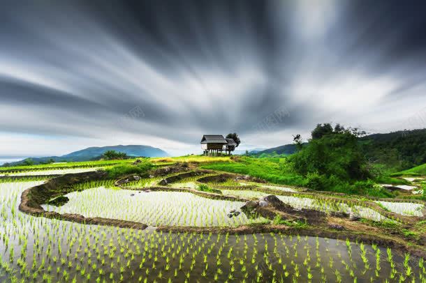 乌云下的绿草地麦苗jpg设计背景_88icon https://88icon.com 乌云 草地 麦苗
