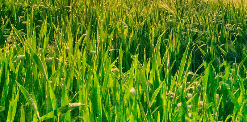 黄色风景安卓宽屏H5背景jpg_88icon https://88icon.com H5 h5 云朵 天空 彩霞 摄影 草地 远景 风景