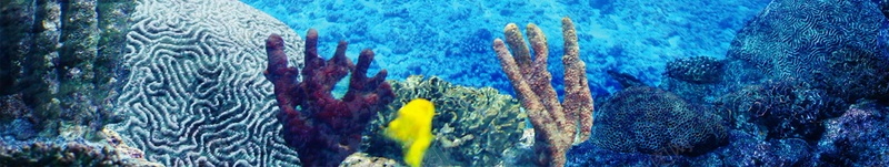 绚丽时尚海洋世界背景psd设计背景_88icon https://88icon.com PSD源文件 PSD素材 冰爽盛夏 分层文件 夏日激情 水宫馆 海岛 海底世界 海水 海洋 热带鱼 热情 珊瑚 背景模板 背景海报 背景素材 高清背景