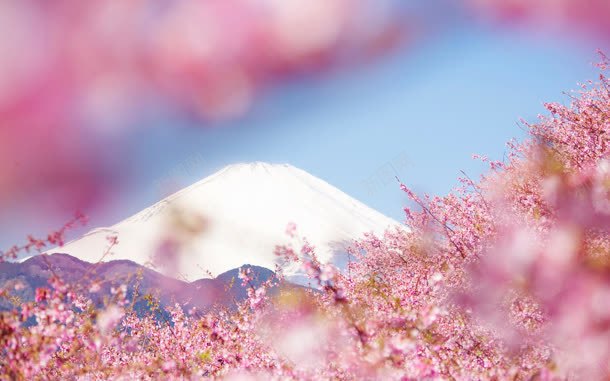 粉色淡雅花朵花海jpg设计背景_88icon https://88icon.com 淡雅 粉色 花朵 花海