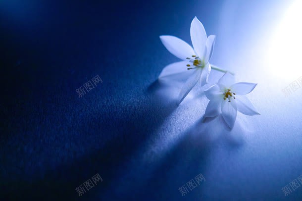 蓝色神秘背景白色小花jpg设计背景_88icon https://88icon.com 白色 神秘 背景 蓝色