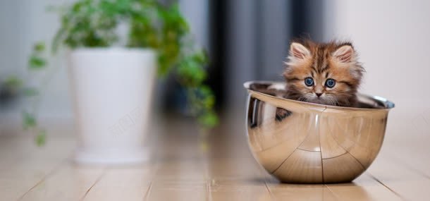 小猫动物背景jpg设计背景_88icon https://88icon.com 动物 背景