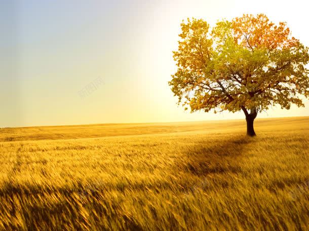 夕阳下的金黄色草地jpg设计背景_88icon https://88icon.com 夕阳 草地 金黄色