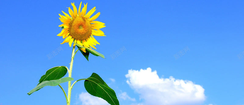 向日葵蓝天白云jpg_88icon https://88icon.com 向日葵 天猫海报 摄影 海报banner 海报素材 淘宝海报 白云 蓝天 风景