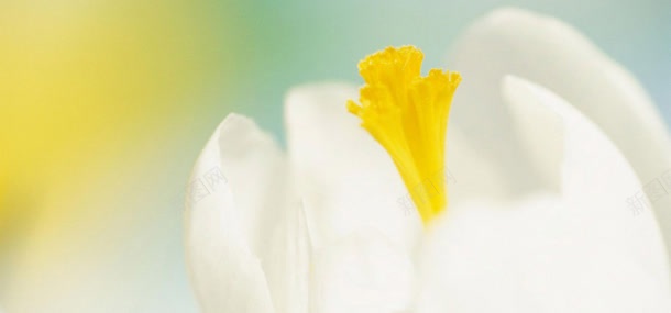 温馨浪漫花儿背景jpg设计背景_88icon https://88icon.com 浪漫 温馨 背景 花儿