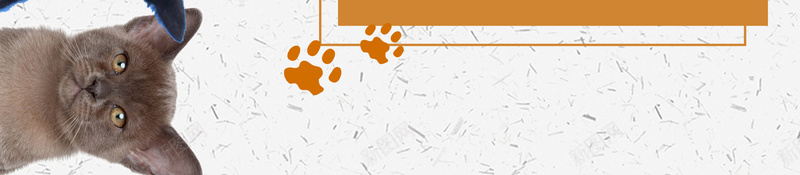 可爱宠物猫狗海报psd设计背景_88icon https://88icon.com 可爱 可爱海报 宠物 宠物海报 展板背景 海报 猫狗 猫狗海报