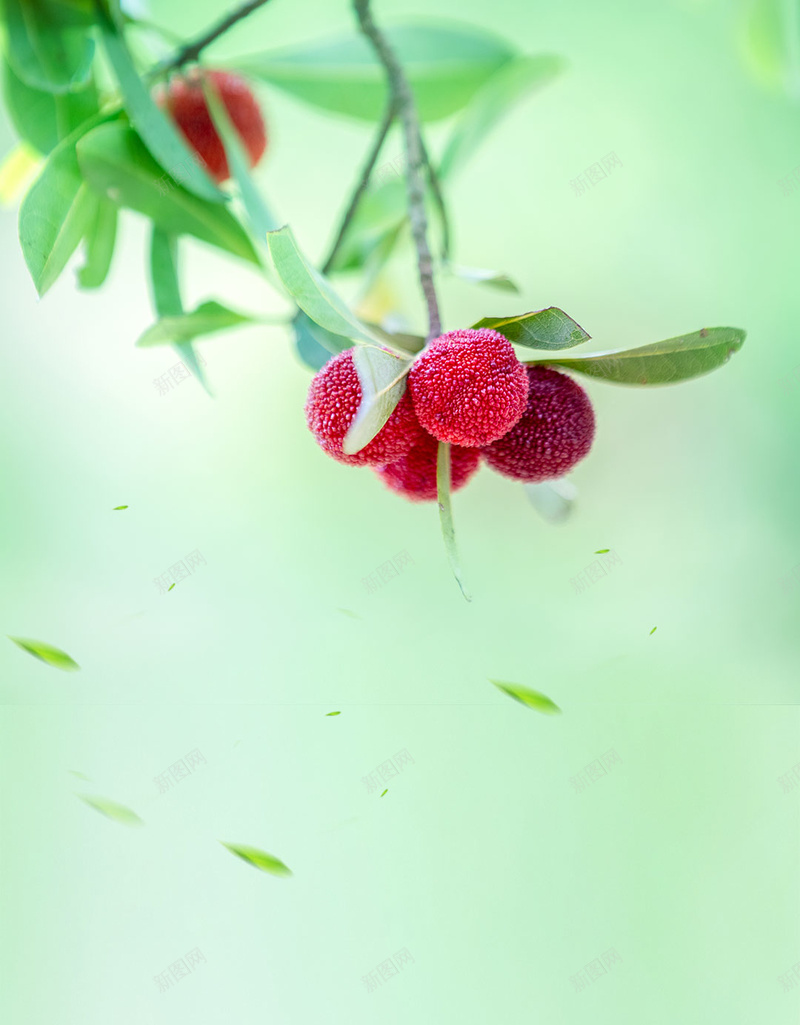 特级杨梅小清新产地直供H5背景psd设计背景_88icon https://88icon.com 产地直供 原生态 天然 慈溪 有机 杨梅 杨梅干 杨梅熟了 杨梅酒 水果店 水果批发 特级杨梅 超市