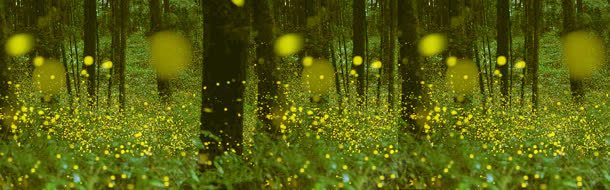 女装专用创意bannerjpg设计背景_88icon https://88icon.com 树林 风景 鲜花