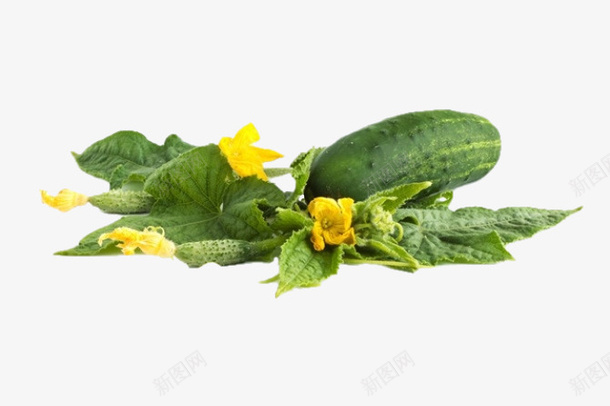 简约清新蔬菜美食黄瓜图png免抠素材_88icon https://88icon.com 水果黄瓜 菜类图片 蔬菜黄瓜 黄瓜 黄瓜幼苗 黄瓜花 黄瓜藤