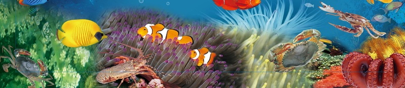 卡通海洋海底世界psd设计背景_88icon https://88icon.com 150PPI PSD源文件 你好夏天 冰爽盛夏 冰爽节 分层文件 夏季促销 夏日激情 平面设计 旅游海报 水族馆海报 海底世界 海底世界的 海水 海洋世界 海滨 海豚 游玩海报 热情