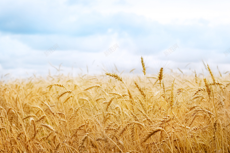 秋色稻谷jpg_88icon https://88icon.com 摄影 秋收 秋色 稻谷 粮食 蓝天喜欢 风景 高清 麦子