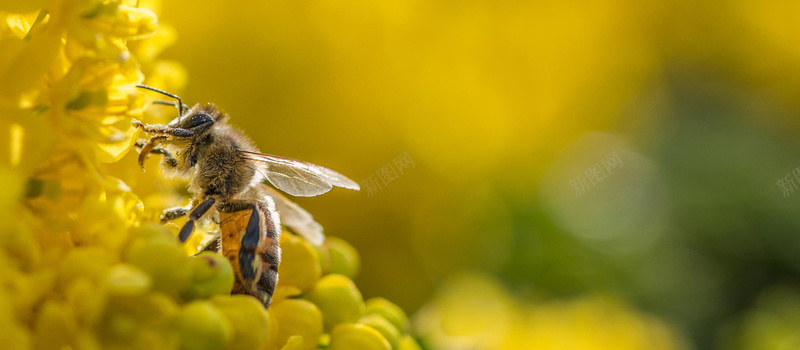 梦幻黄花蜜蜂背景jpg设计背景_88icon https://88icon.com 梦幻 浪漫 海报banner 绿色 蜜蜂 黄花