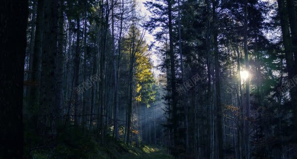 阳光升起来时的绿色森林jpg设计背景_88icon https://88icon.com 升起 来时 森林 绿色 阳光