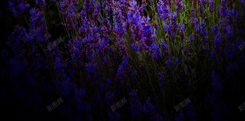 家门口的薰衣草花园h5背景psd_88icon https://88icon.com H5 h5 h5背景 一家人 公园 天空 家门口 建筑 摄影 紫色花海 花园 薰衣草 风景