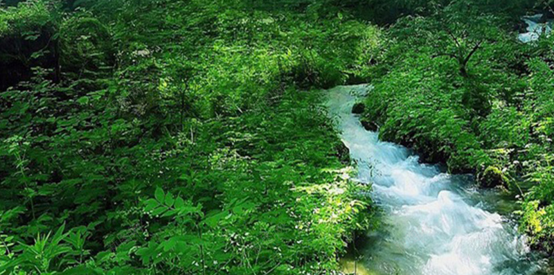 山林里的河流H5背景jpg设计背景_88icon https://88icon.com H5素材 山林 树林 森林 河流 绿色
