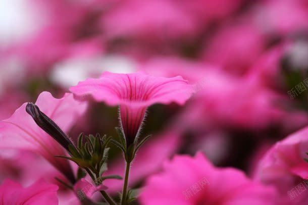 粉色盛开牵牛花朵jpg设计背景_88icon https://88icon.com 牵牛 盛开 粉色 花朵