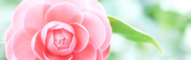 清新唯美花朵特写海报背景jpg设计背景_88icon https://88icon.com 促销海报 光斑背景 广告背景 海报背景 相机背景 礼盒背景 线团背景 花卉背景 花朵背景 靴子背景